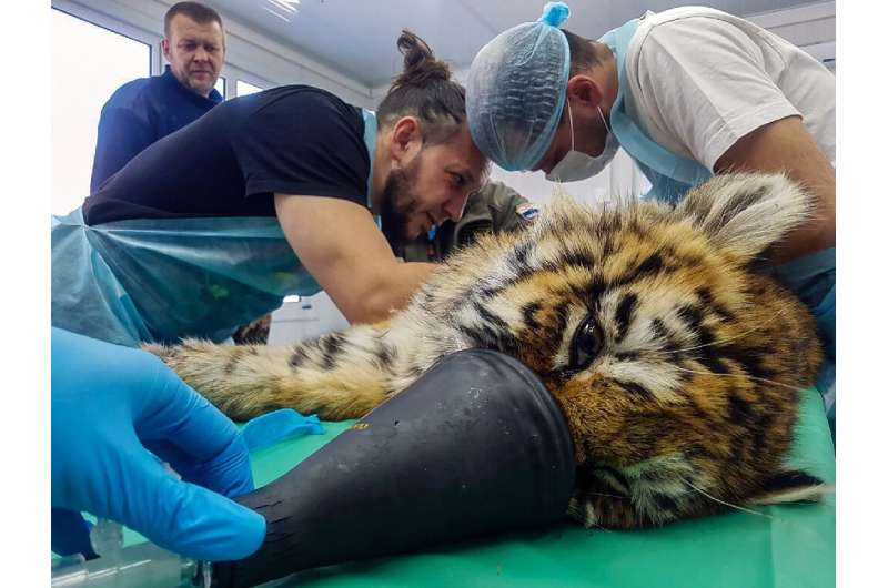 The tiger cub receiving treatment from veterinary doctors at the rare breeds rehabilitation centre in the village of Alekseevka 