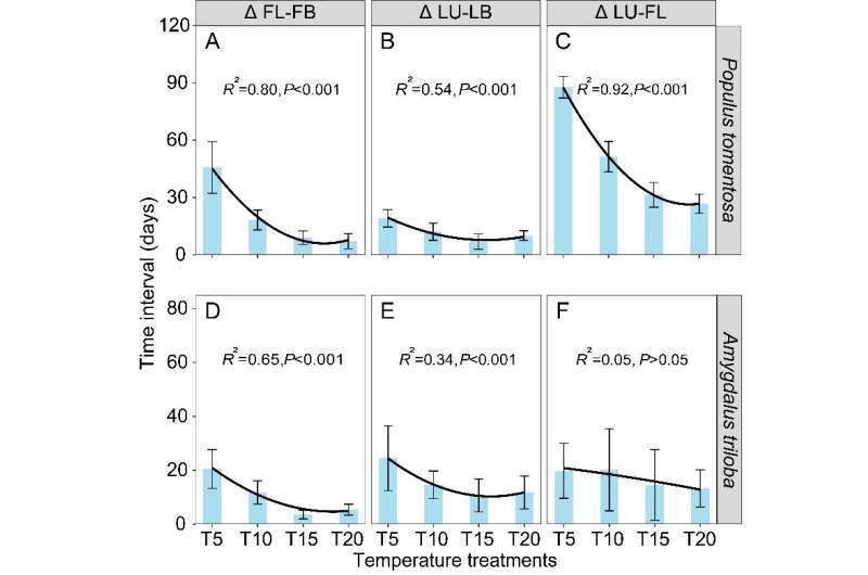 The timing of warm period determines the time interval between flowering and leaf unfolding