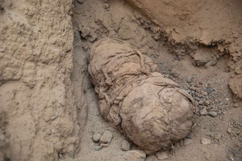 The tiny skeletons, wrapped tightly in cloth, were found in the grave of an important man