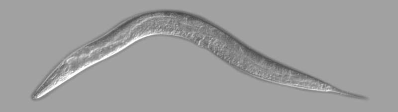 The tiny worm that can help treat trauma patients and facilitate long-distance human space travel