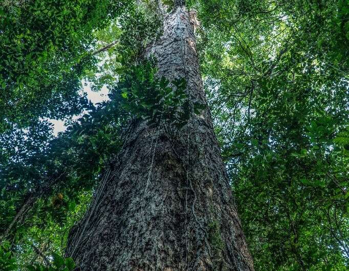 La parte superior de este árbol gigante sobresale por encima del dosel en la Reserva Natural del Río Iratapuru en el norte de Brasil.