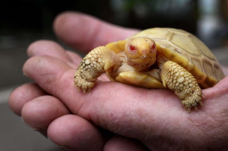 The tortoise weighs around 50 grams (1.7 ounces), and fits in the palm of one's hand