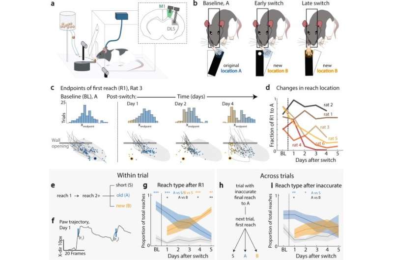 The underlying neural basis of automatic action versus flexible movement exploration