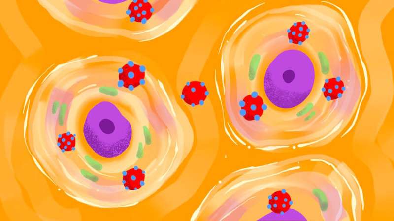 The unique way this virus sneaks into cell's nucleus could advance study of cancer-causing pathogens