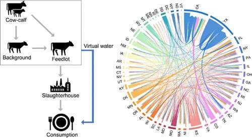 The virtual water impact of the US beef network