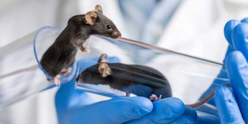 The vital need for animal testing