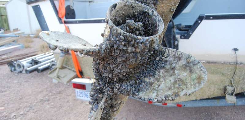 The westward spread of zebra and quagga mussels shows how tiny invaders can cause big problems