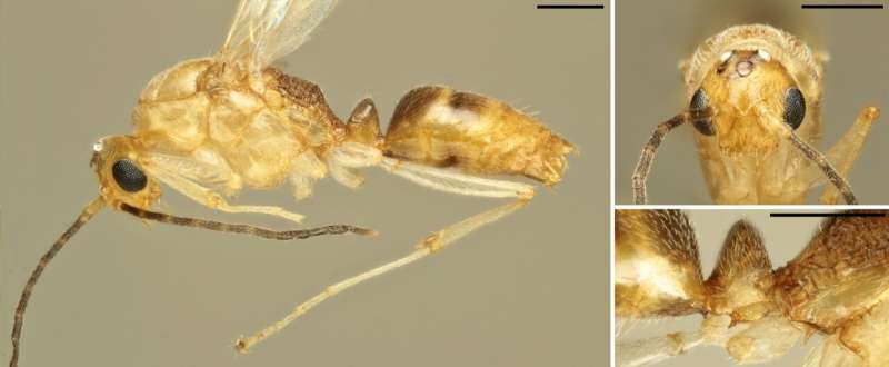 The worrying arrival of the invasive Asian needle ant (Brachyponera chinensis) in Europe