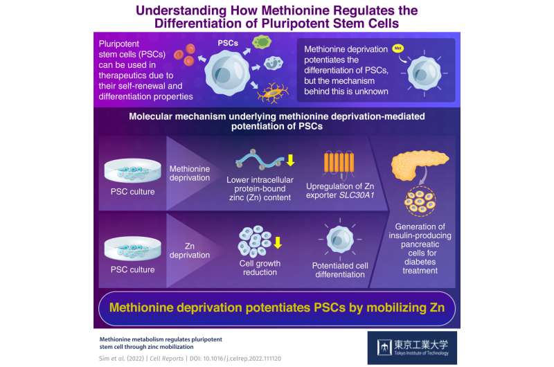 The zinc link: Unraveling the mechanism of methionine-mediated pluripotency regulation