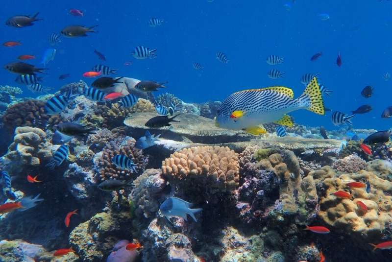 La Gran Barrera de Coral es la estructura viva más grande del mundo, visible desde el espacio
