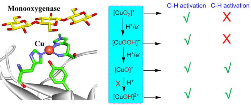 Theoretical perspective on C-H/O-H activation by Cu-O in biological and synthetic systems