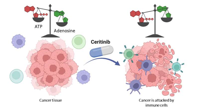 Therapeutic drug renders cancer cell weapon harmless