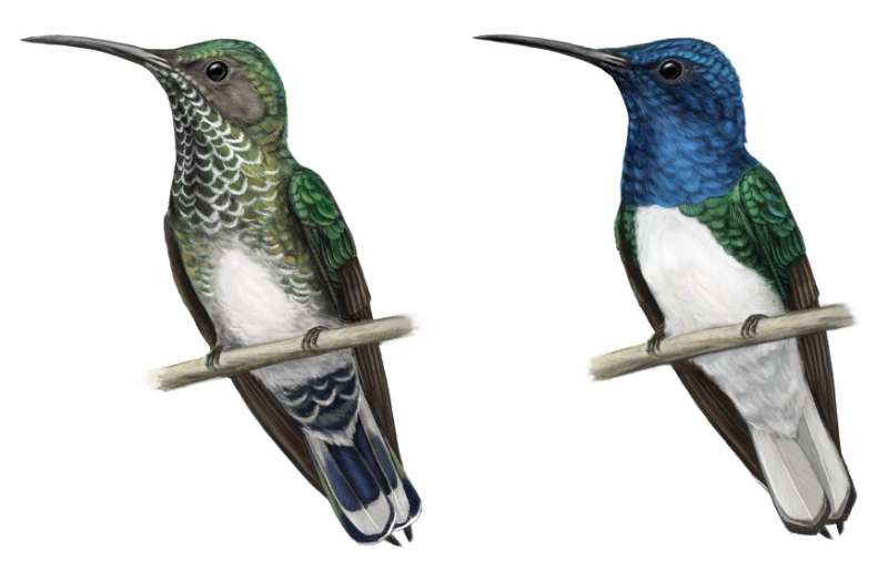 These female hummingbirds evolved to look like males — apparently to evade aggression