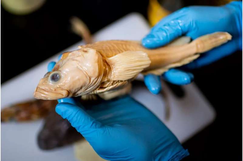 These fish live in sub-freezing waters. Why are so many getting sick?