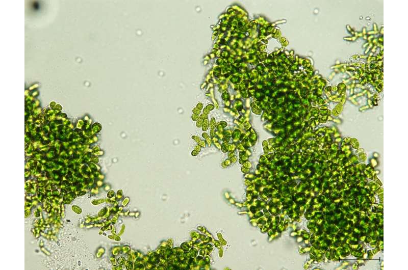 These freeze-drying algae can awaken from cryostasis, could help spaceflights go farther