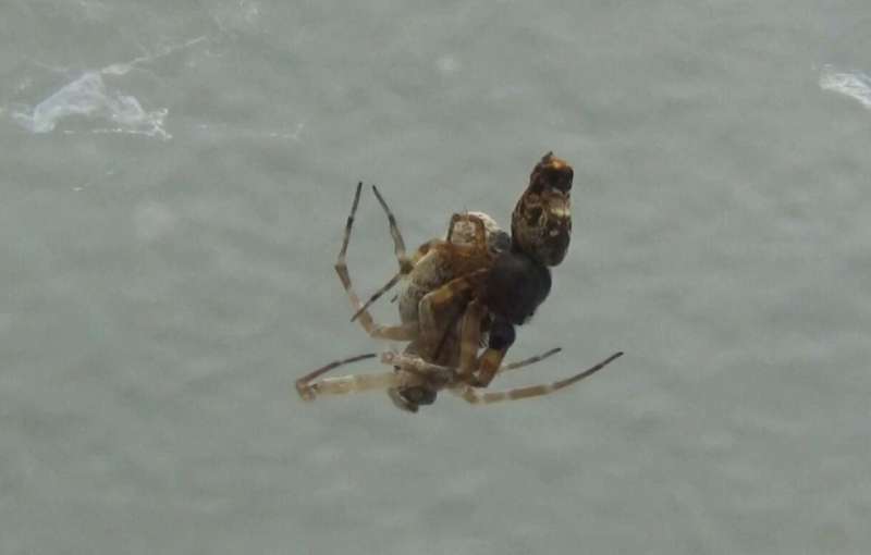 These male spiders catapult at impressive speeds to flee their mates before they get eaten