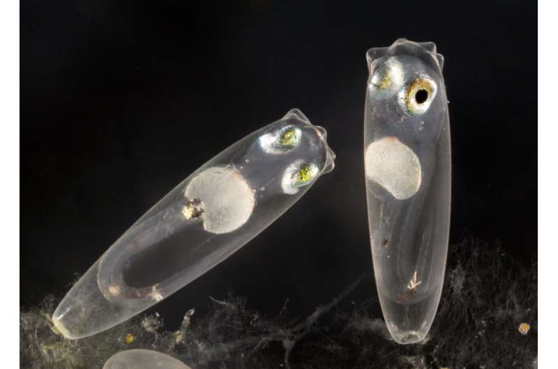Parents of baby reef fish decide when their embryos will hatch