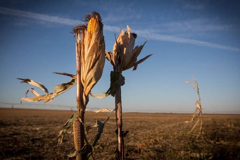 These withered corn stalks are in a bone-dry field in Nebraska, which like much of the US Midwest has gone months without rain