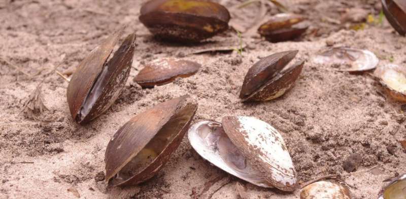 They live for a century and clean our rivers, but freshwater mussels are dying in droves