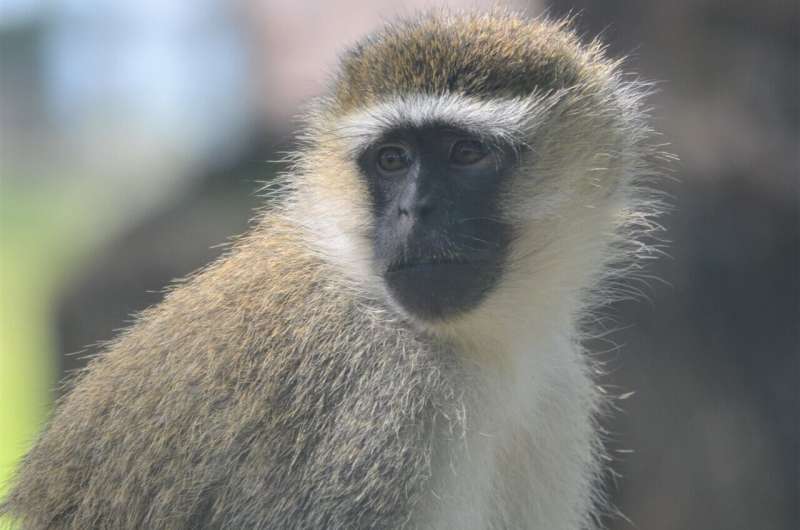 Think fast!  Clever monkeys plan their food trips to avoid stronger rivals