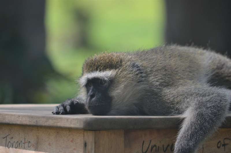 Σκεφτείτε γρήγορα! Έξυπνοι πίθηκοι προγραμματίζουν τα ταξίδια τους για φαγητό για να αποφύγουν ισχυρότερους αντιπάλους