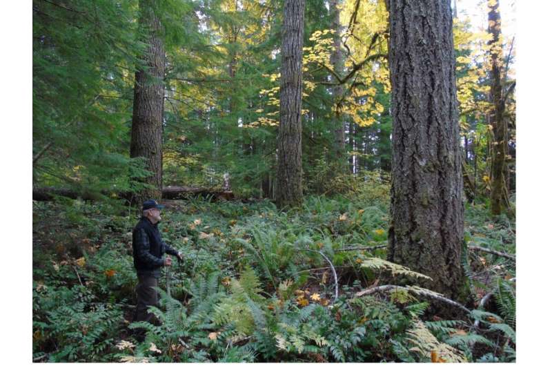 Thinning can help offset cost of managing for mature forests, study shows