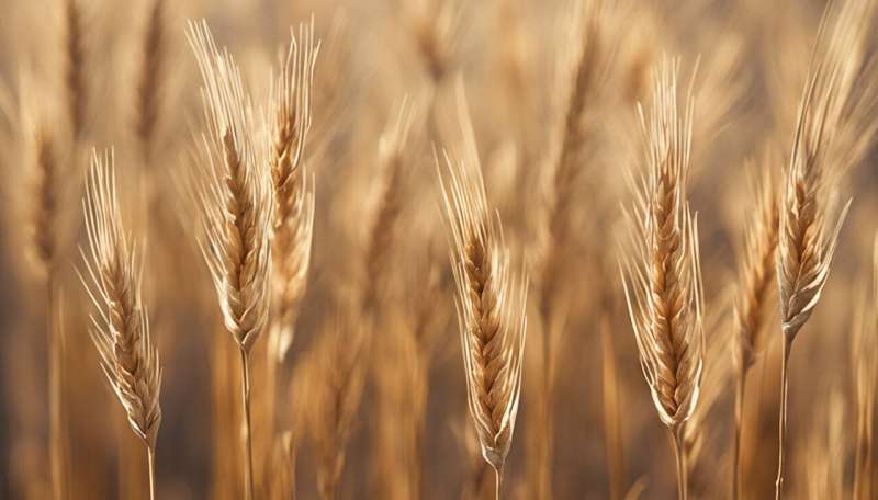 Thirsty wheat needed new water management strategy in ancient China