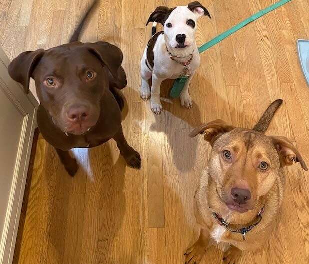 This handout photo courtesy of Mila Bartos on April 15, 2022 shows his dogs (from L to R) Maisie, Mabel et Natty, all of which u