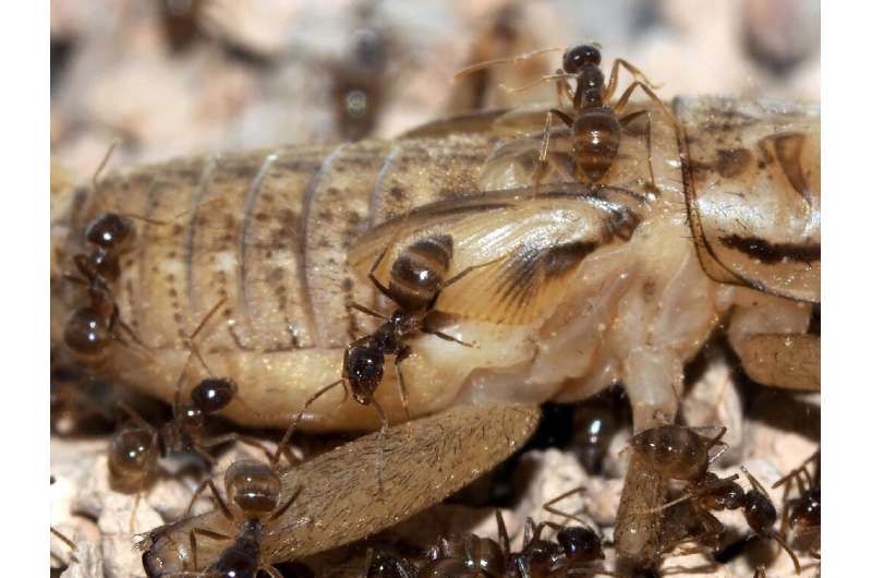 This handout picture shows Tawny crazy ants (N. fulva) feeding on a cricket