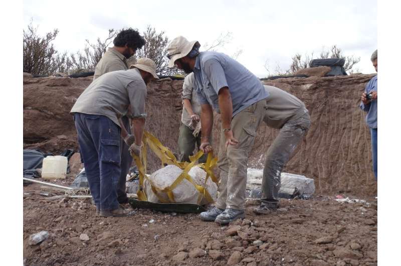 This image shows the transportion a plaster jacket a new dinosaur Meraxes gigas, in Las Campanas Canyon, 25kms southwest of Vill