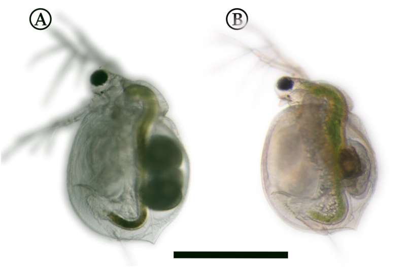 This is how water fleas defend themselves against carnivorous plants