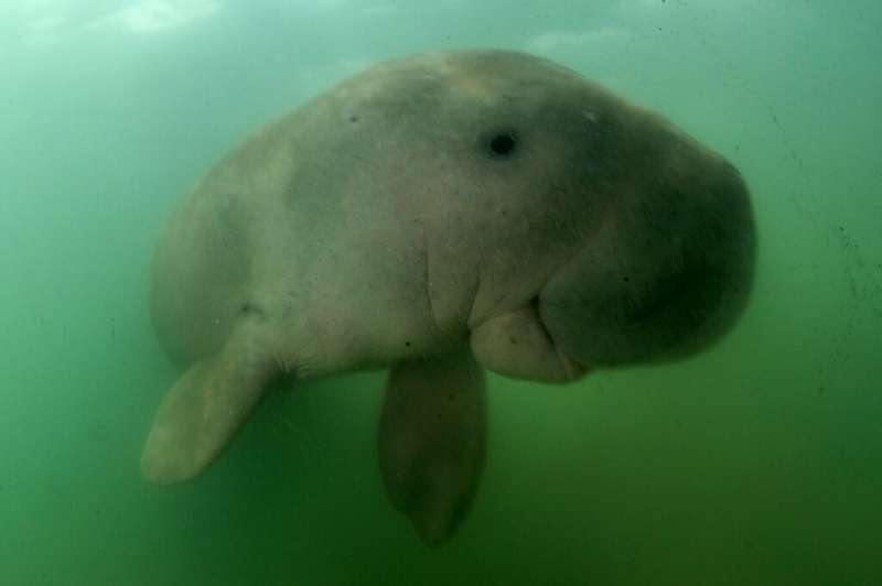 This picture taken on May 23, 2019 shows Mariam the dugong as she swims in the waters around Libong island, Trang province in so