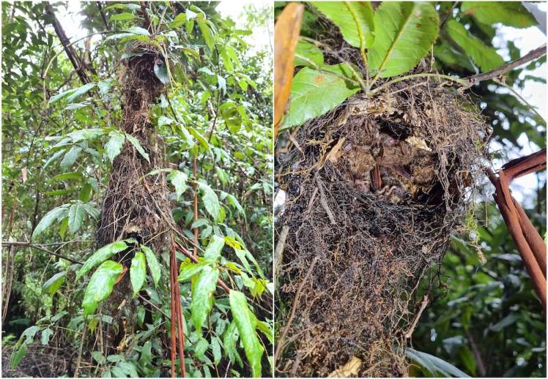 This spider-eating, nest-sharing bat was once safe from fire — until the Black Summer burnt its rainforests