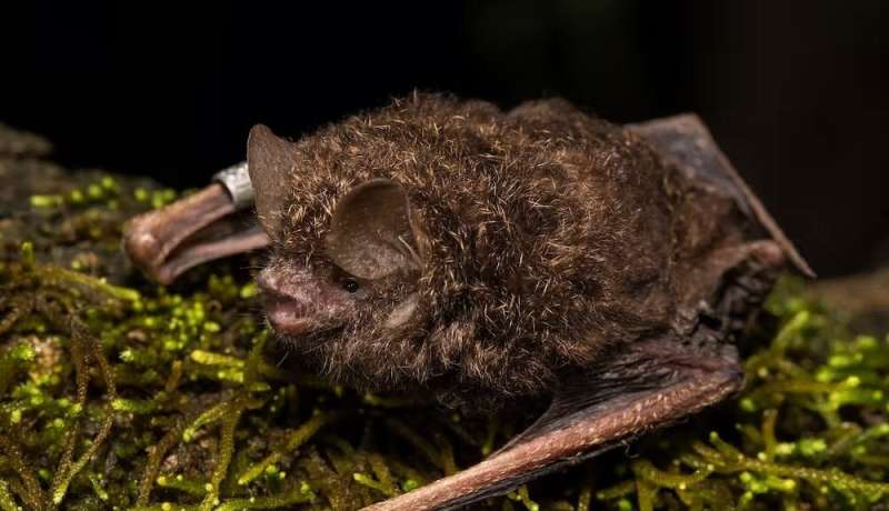 This spider-eating, nest-sharing bat was once safe from fire — until the Black Summer burnt its rainforests