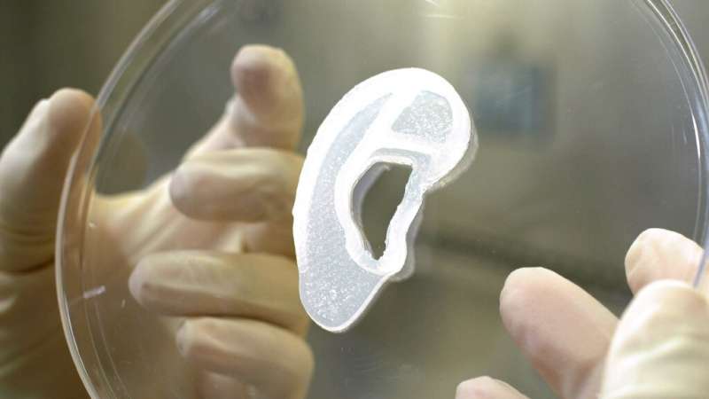 این تصویر بدون تاریخ توسط 3D Bio Therapeutics، پرینت سه بعدی از لاله گوش را نشان می دهد.