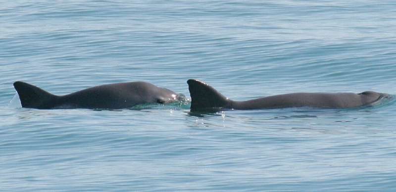 This undated image released by the National Oceanic and Atmospheric Administration (NOAA) shows a mother and calf vaquita surfac