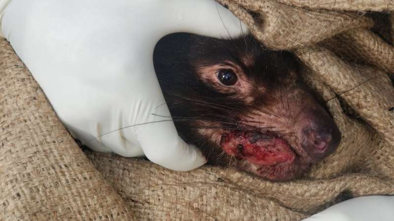 Thousands of Tasmanian devils are dying from cancer—but a new vaccine approach could help us save them
