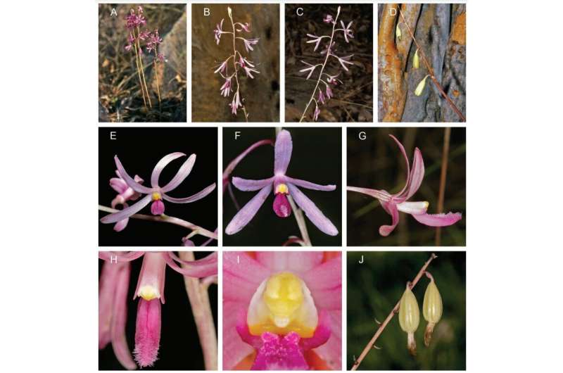 Three decades of research culminates in more unique orchid species