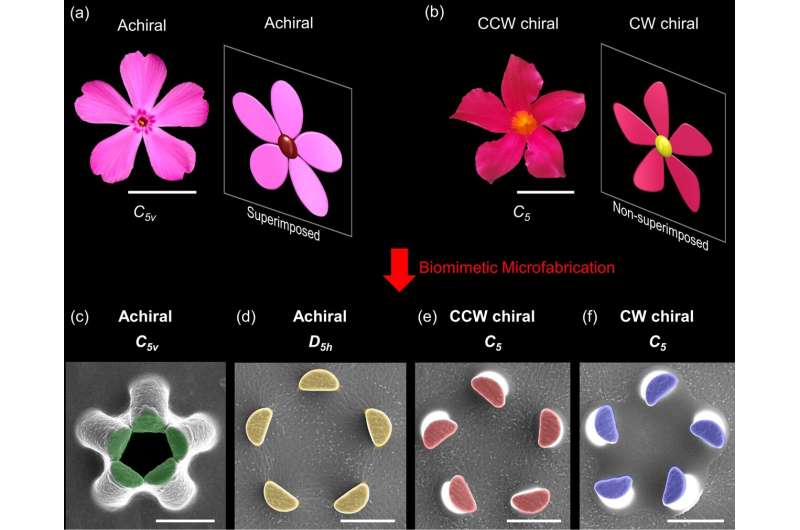Three-dimensional flower corollas with on-demand chiral selectivity