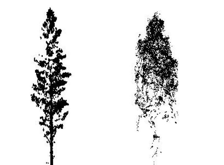 Three-​dimensional point clouds provide insight into the structural complexity of forests
