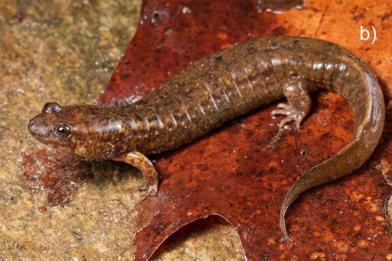 Three new species of black-bellied salamander found in southern Appalachian Mountains
