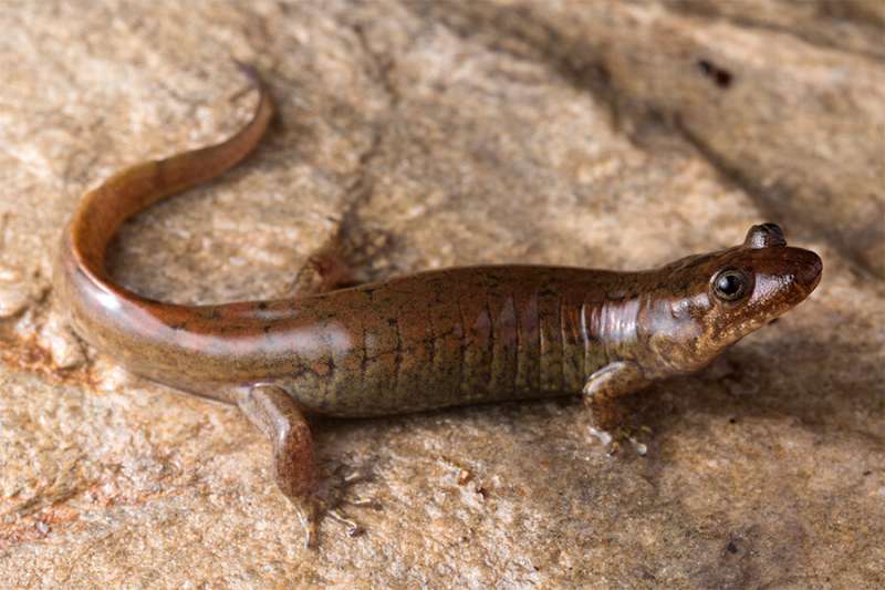 Three new species of black-bellied salamander found in southern Appalachian Mountains
