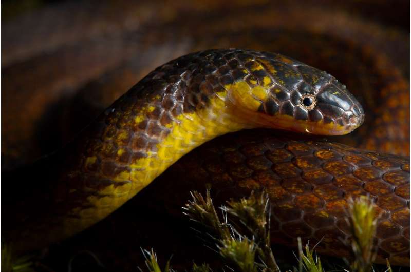 Three new species of ground snakes discovered under graveyards and churches in Ecuador