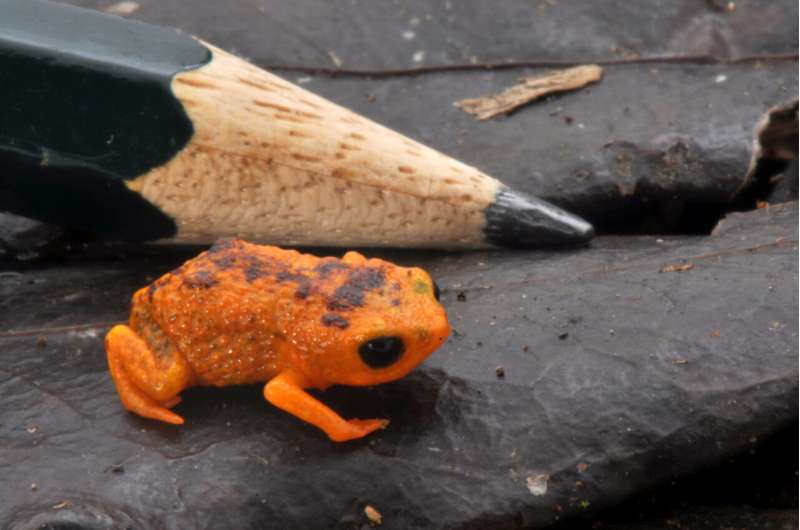 Tiny Brazilian frogs are poor jumpers because their ear canals are too small