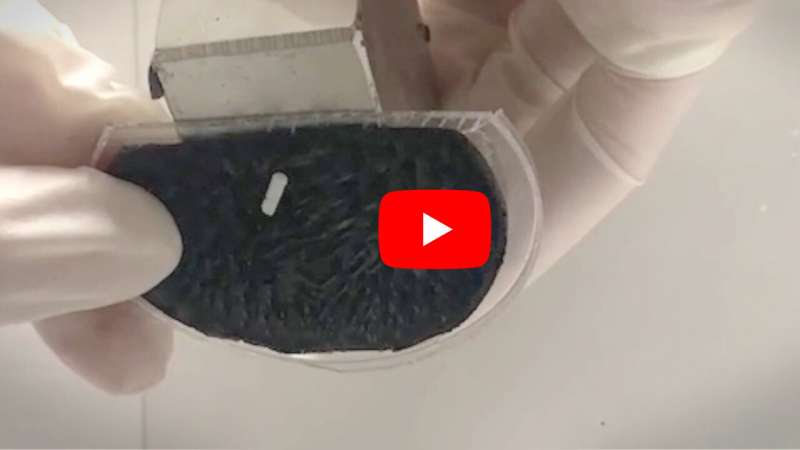 Tiny, caterpillar-like soft robot folds, rolls, grabs and degrades (video)