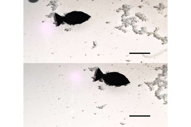Tiny fish-shaped robot 'swims' around picking up microplastics