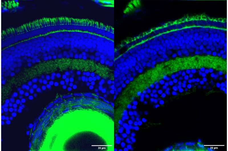 Tiny gene fragments revealed as crucial new players in retinal development and vision