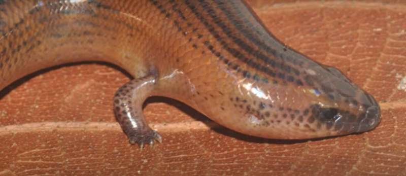 Tiny limbs and long bodies: Coordinating lizard locomotion