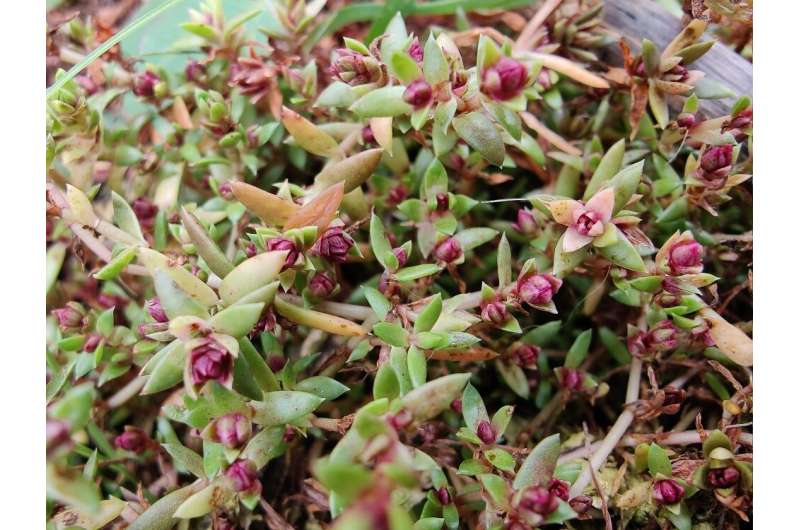 Tiny mite shows promise as biological control agent to fight Australian swamp stonecrop in UK and Europe