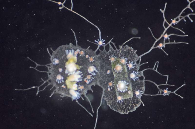 Tiny sea creature's genes shed light on evolution of immunity